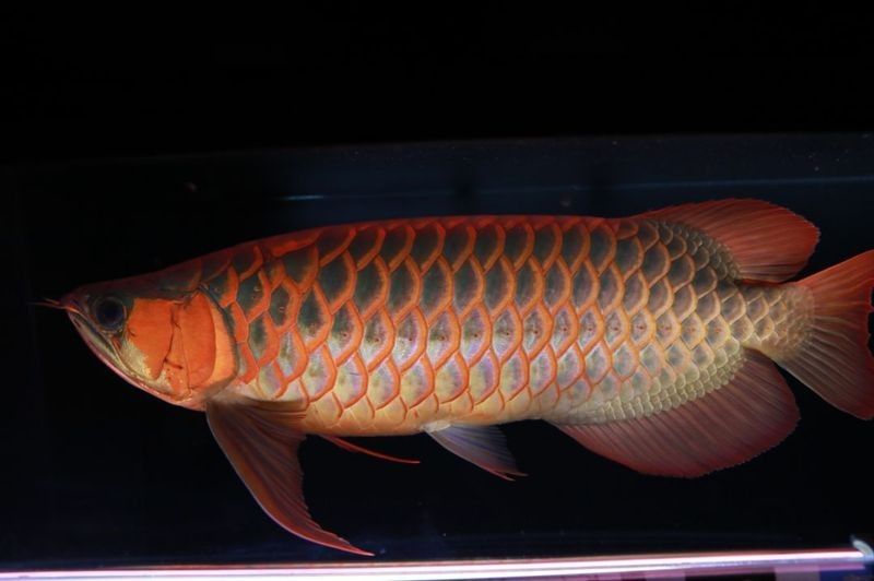 紅老虎魚和金龍魚混養需要多大的魚缸？（混養紅老虎魚和金龍魚需要哪些設備？）