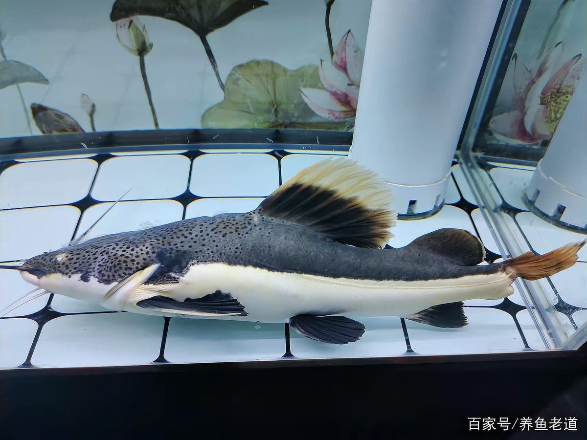 金龍魚濾材多久需要更換（金龍魚濾材的更換周期取決于多種因素，）