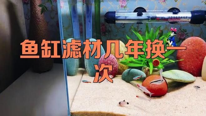 金龍魚濾材多久需要更換（金龍魚濾材的更換周期取決于多種因素，）