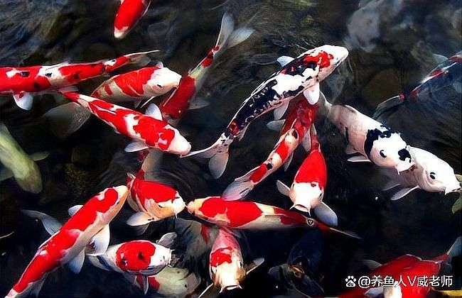 金龍魚濾材多久需要更換（金龍魚濾材的更換周期取決于多種因素，）