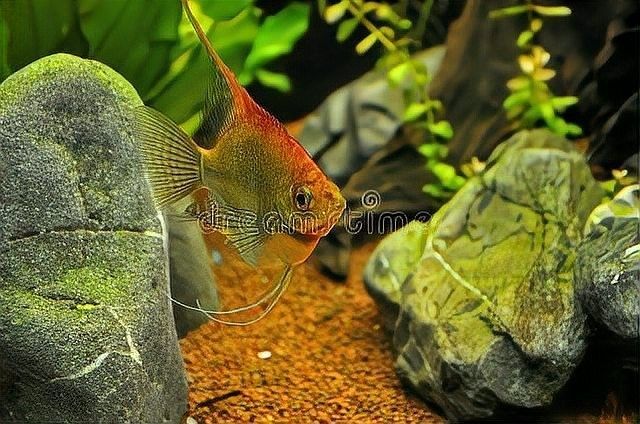 哪種混養組合最受歡迎（養魚人說魚7種混養魚組合,錯配率為零,99%魚友推薦!）