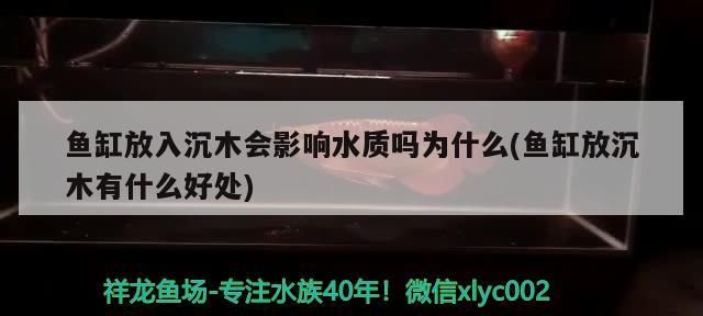 魚缸放入沉木會影響水質嗎為什么(魚缸放沉木有什么好處)（魚缸放入沉木會影響水質嗎）