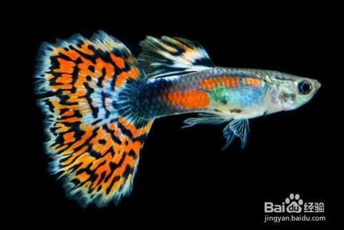 龍魚趴在缸底游動（龍魚趴在缸底游動怎么回事）（龍魚趴在缸底游動怎么回事）