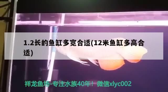 1.2長的魚缸多寬合適(12米魚缸多高合適)（1.2米長的魚缸多寬合適和12米長的魚缸多寬合適） 1.2長的魚缸多寬合適(12米魚缸多高合適)（1.2米長的魚缸多寬合適和12米長的魚缸多寬合適） 觀賞魚百科 第2張