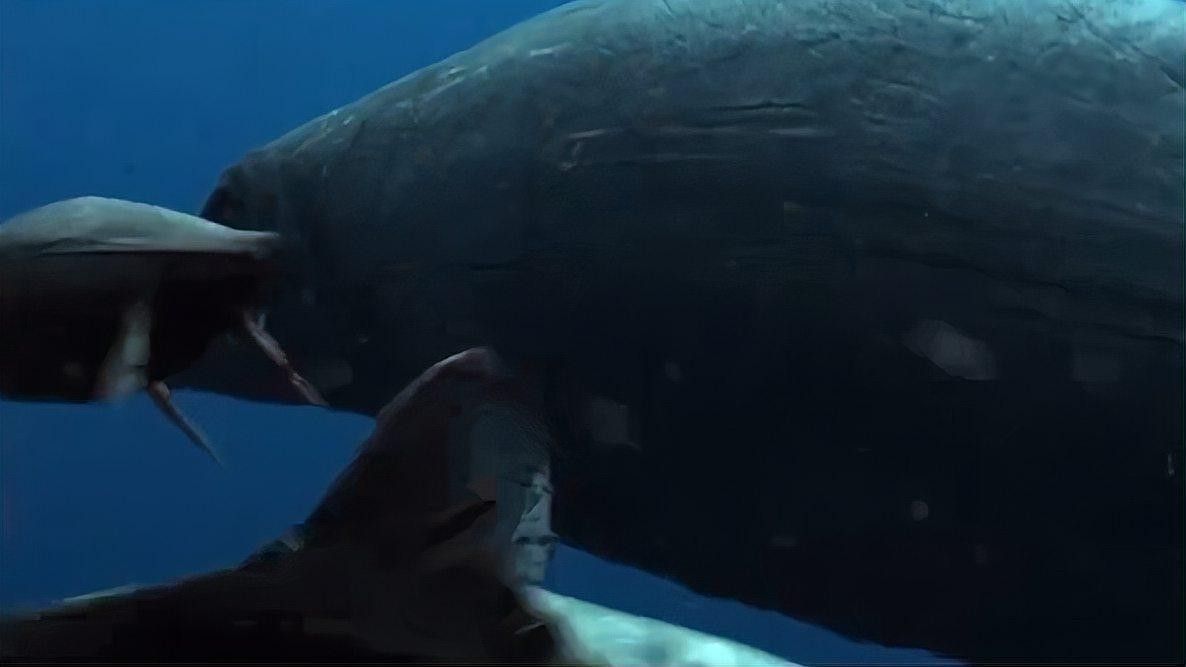 魚龍化石是如何形成的？（喜馬拉雅魚龍化石的形成過程及其關鍵步驟） 魚龍化石是如何形成的？（喜馬拉雅魚龍化石的形成過程及其關鍵步驟） 龍魚百科 第2張