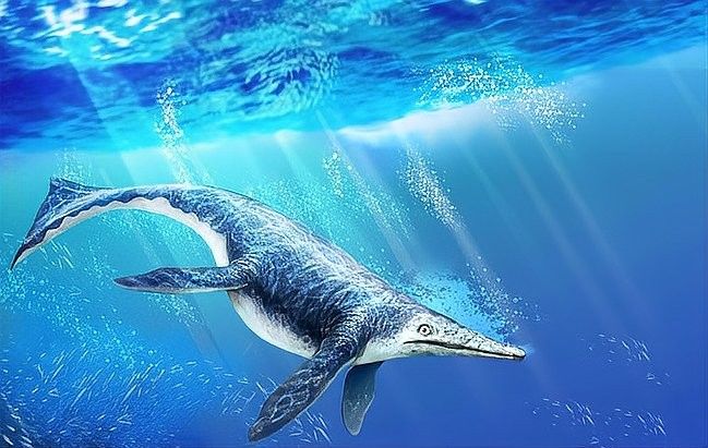 魚龍化石是如何形成的？（喜馬拉雅魚龍化石的形成過程及其關鍵步驟） 魚龍化石是如何形成的？（喜馬拉雅魚龍化石的形成過程及其關鍵步驟） 龍魚百科 第7張