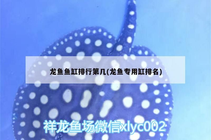 龍魚魚缸排行第幾(龍魚專用缸排名)（龍魚專用缸排行第幾）