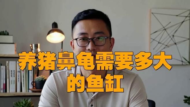 恐龍魚和豬鼻龜混養需要多大的魚缸（養恐龍魚和豬鼻龜需要準備一個足夠大的魚缸根據經驗）