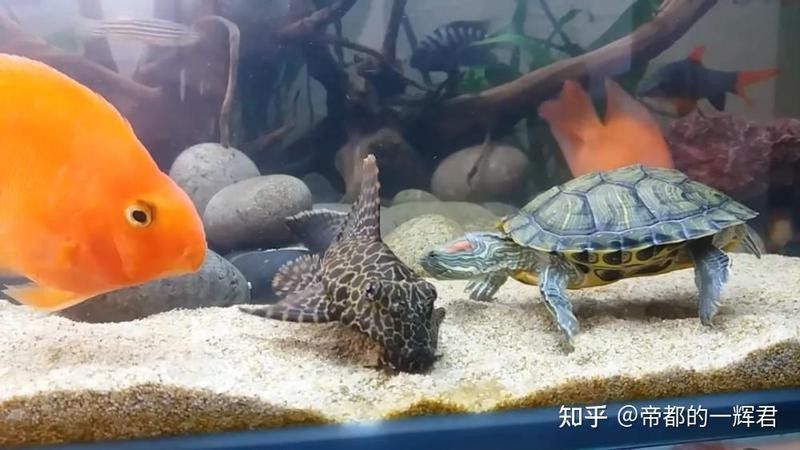 恐龍魚和豬鼻龜混養需要多大的魚缸（養恐龍魚和豬鼻龜需要準備一個足夠大的魚缸根據經驗）