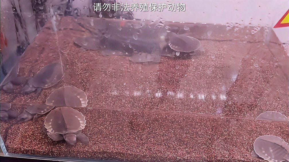 恐龍魚和豬鼻龜混養需要多大的魚缸（養恐龍魚和豬鼻龜需要準備一個足夠大的魚缸根據經驗）
