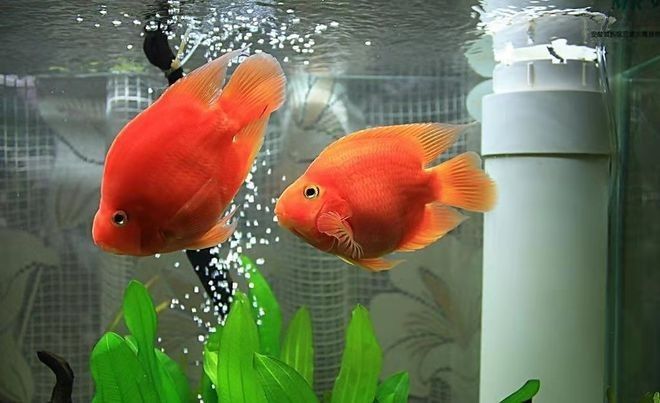 龍魚鰓蓋損傷后需要單獨飼養(yǎng)多久（龍魚鰓蓋損傷后多久可以恢復(fù)龍魚鰓蓋損傷后多久可以恢復(fù)）