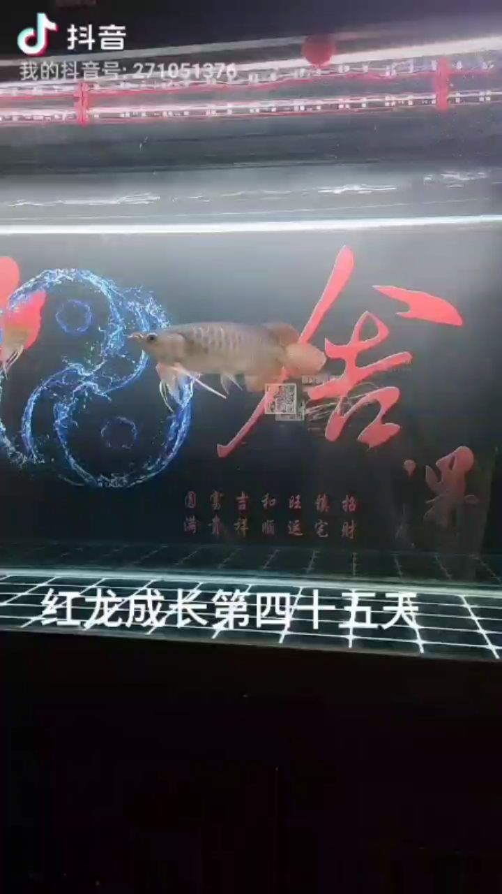 記錄紅龍成長（紅龍成長第四十五天，超人馬丁魚友說：用啥燈）