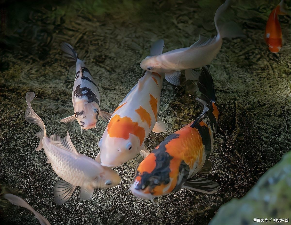 如何判斷招財龍魚是否懷孕（招財龍魚懷孕的觀察方法）