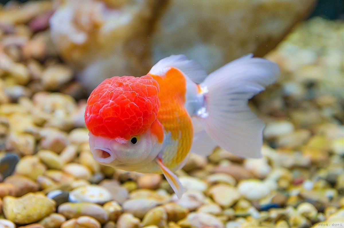 如何判斷招財龍魚是否懷孕（招財龍魚懷孕的觀察方法）