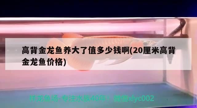 高背金龍魚養大了值多少錢啊(20厘米高背金龍魚價格)（高背金龍魚養大了值多少錢）
