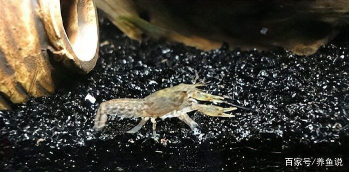 雷龍魚沙子多久清洗一次（雷龍魚沙子多久清洗一次雷龍魚缸沙粒何時清洗一次）