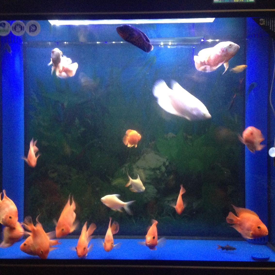 我以前的魚（我以前的魚，本文探討了作者與過去生活的聯系）