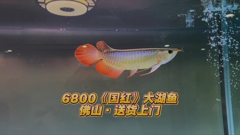 潘家園魚市的紅龍魚價格如何？（潘家園魚市的紅龍魚價格）