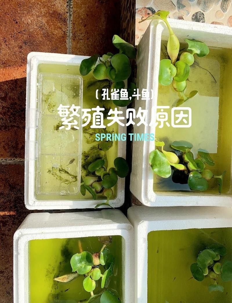六角恐龍繁殖失敗的原因有哪些（六角恐龍繁殖失敗的原因）