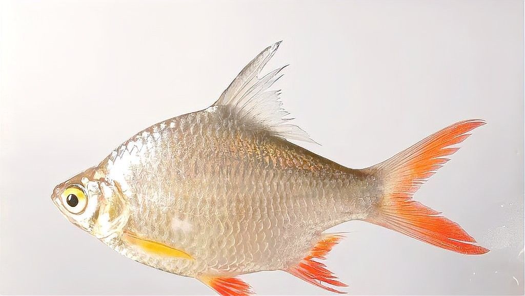泰國大鯽魚多久喂一次（泰國大鯽魚的喂食頻率）
