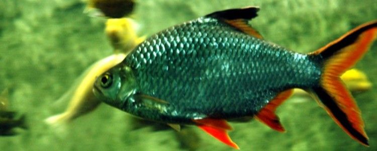 泰國大鯽魚多久喂一次（泰國大鯽魚的喂食頻率）