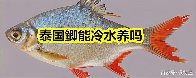 泰國大鯽魚多久喂一次（泰國大鯽魚的喂食頻率）