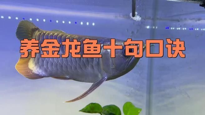 白子過背金龍魚多久喂一次（白子過背金龍魚養多久才上色文瑜塑泥手記）