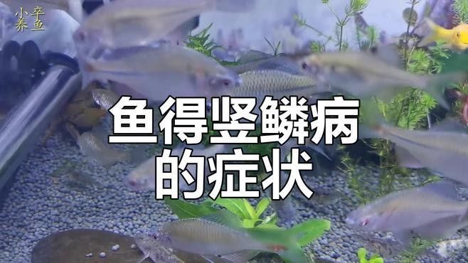 如何預防金龍魚立鱗病？（龍魚立鱗,龍魚鱗片常見的幾種疾病,你知道嗎）
