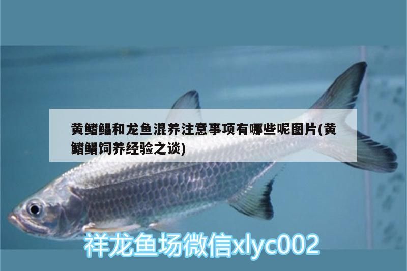 黃鰭鯧和龍魚混養注意事項有哪些呢圖片(黃鰭鯧飼養經驗之談)（黃鰭鯧和龍魚混養注意事項）