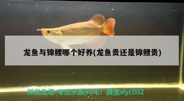 鸚鵡魚和銀龍魚混養怎樣喂食 龍魚與錦鯉哪個好養(龍魚貴還是錦鯉貴)(龍魚與錦鯉哪個好養) 觀賞魚百科 龍魚與錦鯉哪個好養(龍魚貴還是錦鯉貴)(龍魚與錦鯉哪個好養) 龍魚與錦鯉哪個好養(龍魚貴還是錦鯉貴)(龍魚與錦鯉哪個好養) 觀賞魚百科