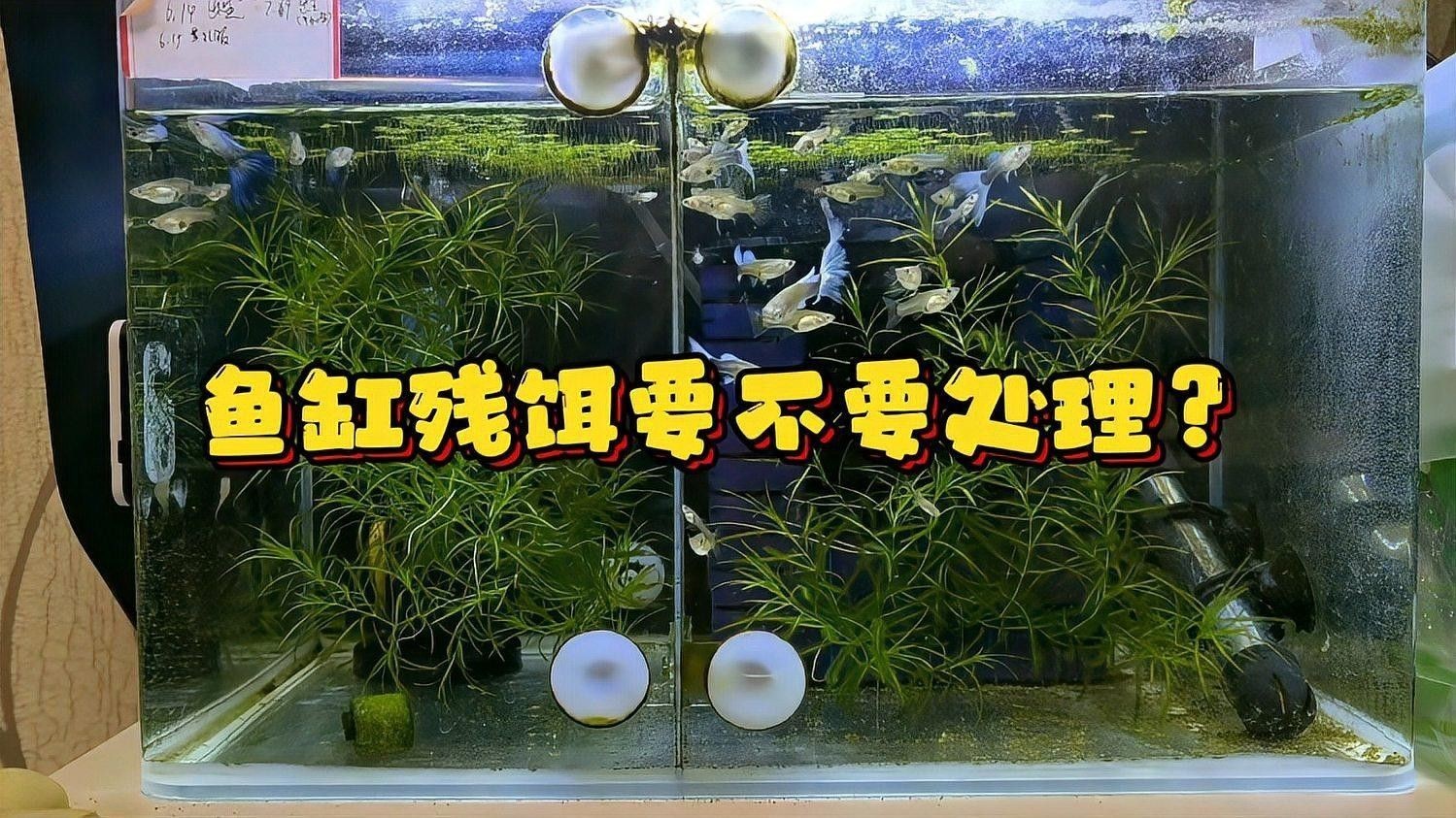 如何處理小魚的殘餌？（如何處理小魚的殘餌）