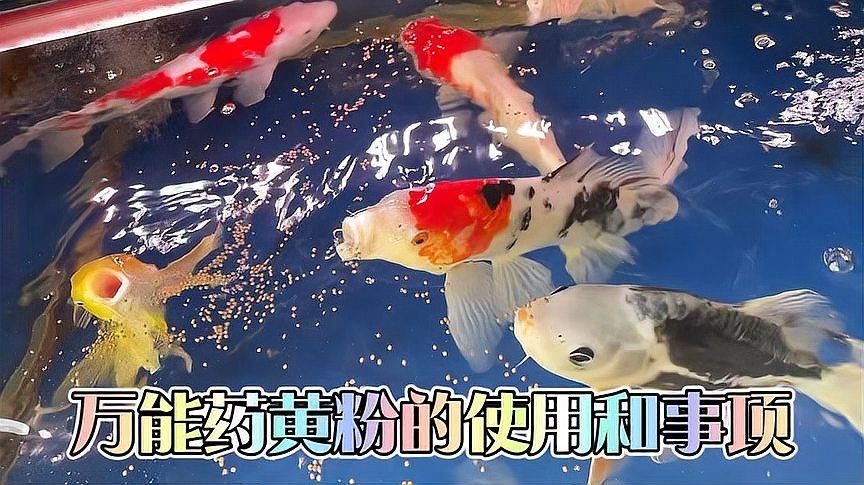 黃粉對(duì)魚(yú)有害嗎？（微信公眾平臺(tái)黃粉魚(yú)藥使用指南與注意事項(xiàng)追夢(mèng)旅程）