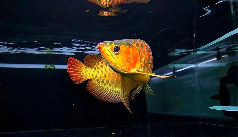 黃粉對(duì)魚(yú)有害嗎？（微信公眾平臺(tái)黃粉魚(yú)藥使用指南與注意事項(xiàng)追夢(mèng)旅程）