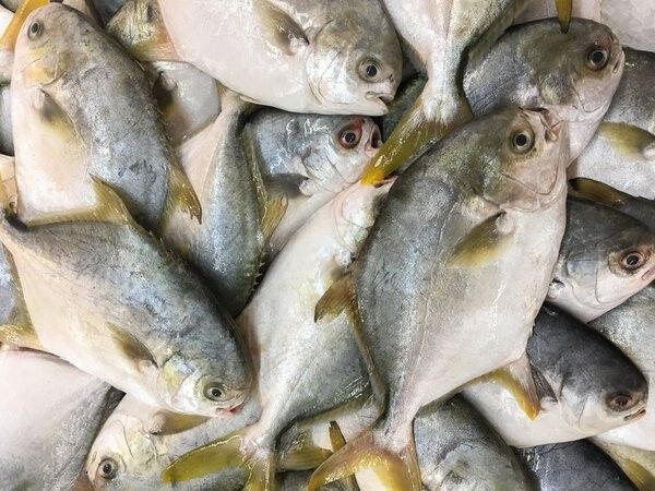 黃粉對(duì)魚(yú)有害嗎？（微信公眾平臺(tái)黃粉魚(yú)藥使用指南與注意事項(xiàng)追夢(mèng)旅程）