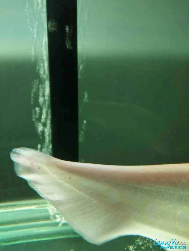 魚缸過濾器選購指南:自制魚缸過濾器魚缸上置過濾器對于養魚愛好者的必備知識 求醫問藥(求醫問藥是保障個人健康的重要途徑) 觀賞魚百科 求醫問藥(求醫問藥是保障個人健康的重要途徑) 求醫問藥(求醫問藥是保障個人健康的重要途徑) 觀賞魚百科