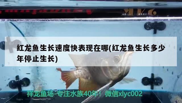 紅龍魚生長速度快表現在哪(紅龍魚生長多少年停止生長)（紅龍魚生長速度快表現在哪）