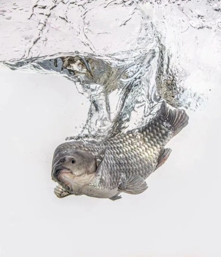 如何聯系南京龍魚批發市場的商戶（南京龍魚批發市場如何聯系商戶？）