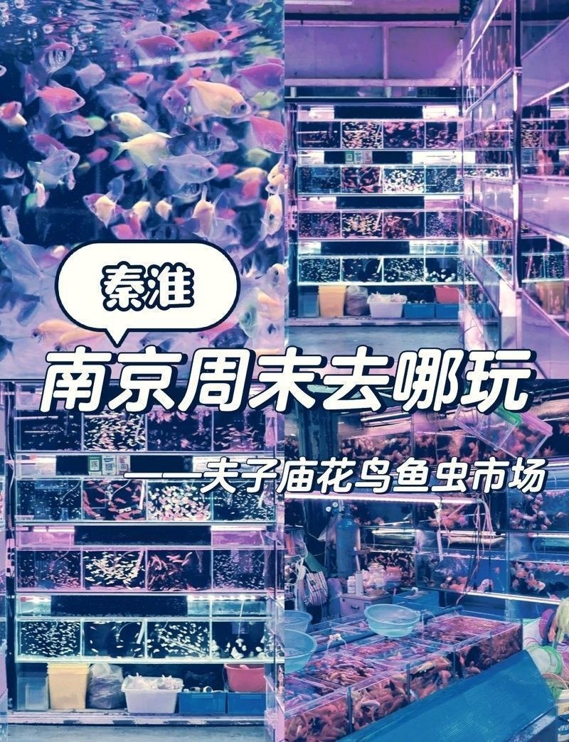 如何聯系南京龍魚批發市場的商戶（南京龍魚批發市場如何聯系商戶？）