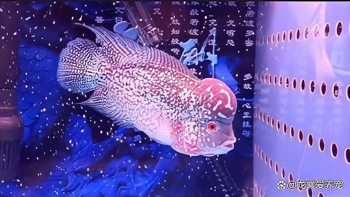 斑馬狗頭和雷龍魚能混養嗎（斑馬狗頭魚和雷龍魚能混養嗎）