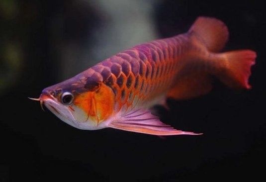 如何判斷金龍魚和紅龍魚是否和諧相處（如何判斷金龍魚和紅龍魚是否和諧相處？）
