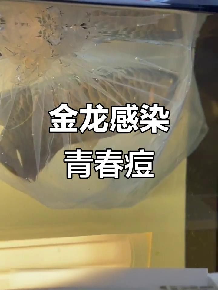 龍魚嘴上長疙瘩咋回事啊（龍魚嘴上長疙瘩怎么辦）