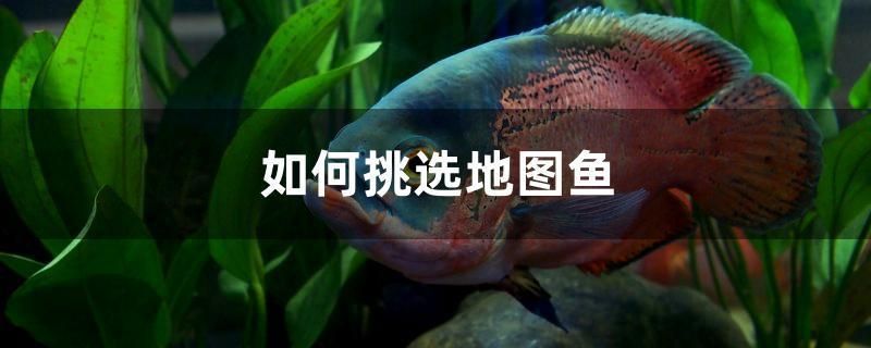 龍魚的飼養方法有哪些視頻（龍魚飼養方法大全）（水族箱養龍魚的基本指南）
