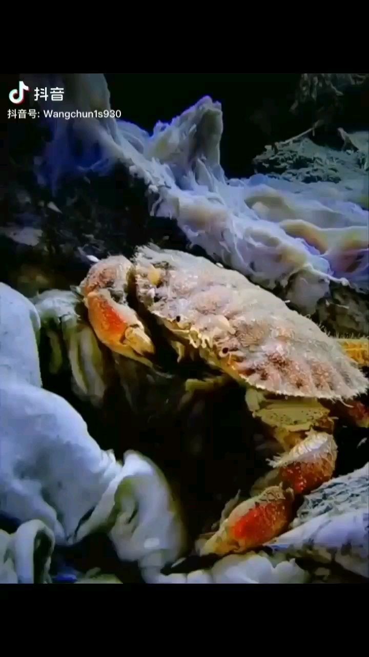 鯨落萬物生被分食的過程（《鯨落萬物生被分食的過程》）