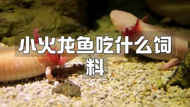 面包蟲(chóng)如何喂養(yǎng)火龍魚(yú)（喂養(yǎng)火龍魚(yú)面包蟲(chóng)的步驟）