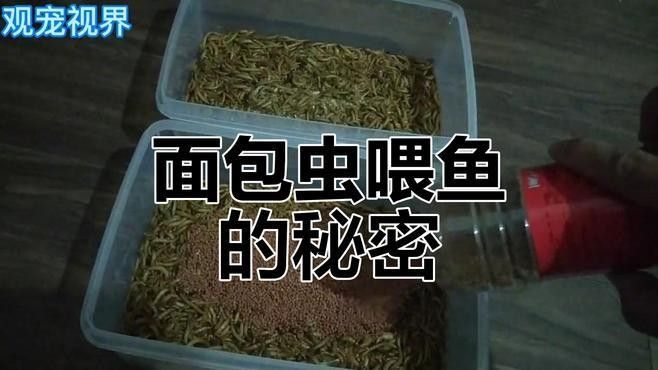 面包蟲(chóng)如何喂養(yǎng)火龍魚(yú)（喂養(yǎng)火龍魚(yú)面包蟲(chóng)的步驟）