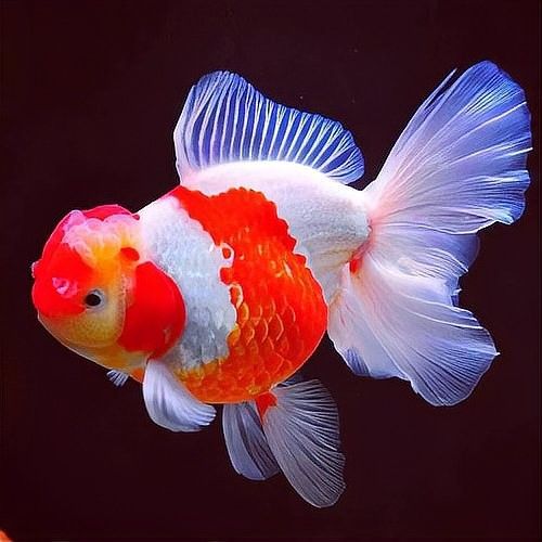 如何選擇適合的風(fēng)水魚（北京人養(yǎng)風(fēng)水魚有哪些講究哪些風(fēng)水魚最適合辦公室擺放）