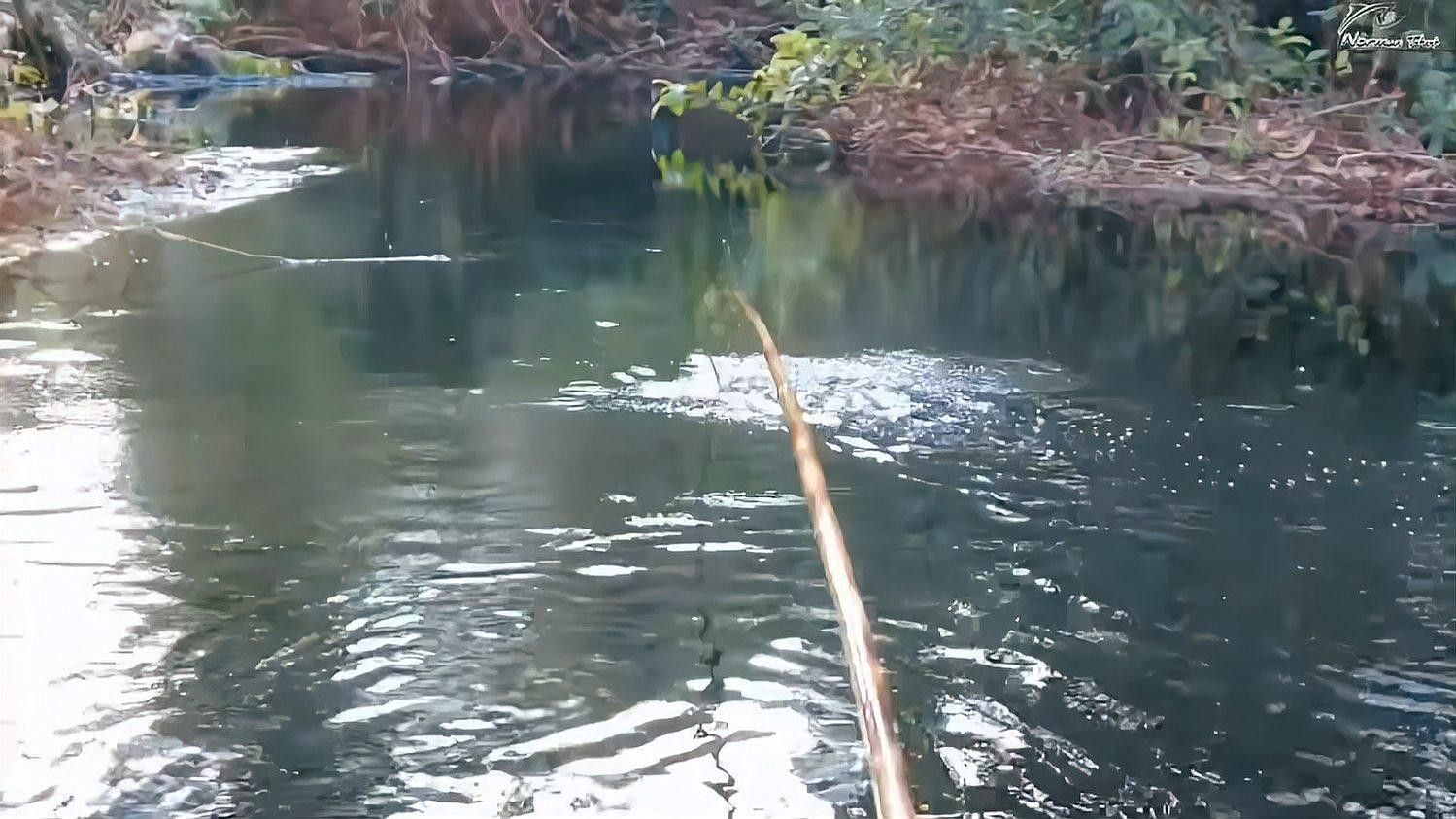 如何判斷雷龍魚是否咬鉤？（判斷雷龍魚是否咬鉤是釣魚過程中至關重要的一環）