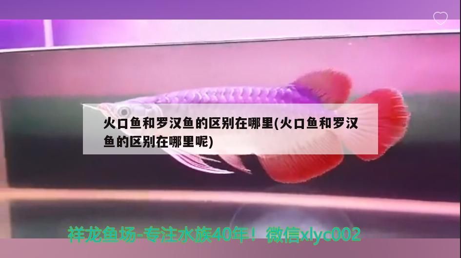 火口魚和羅漢魚的區別在哪里(火口魚和羅漢魚的區別在哪里呢)（火口魚和羅漢魚的區別）