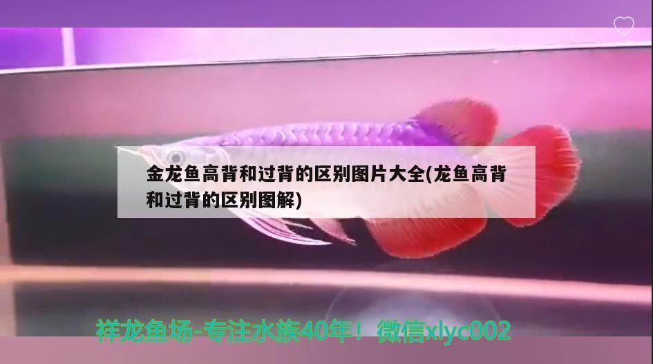 金龍魚高背和過背的區(qū)別圖片大全(龍魚高背和過背的區(qū)別圖解)（金龍魚高背和過背和過背的區(qū)別圖片大全的區(qū)別圖片大全）