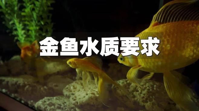 如何調整水質以適應兩種魚類？（養魚新手如何調整水質以適應兩種不同種類的魚類）